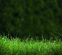 pic for green grass hd 1440x1280